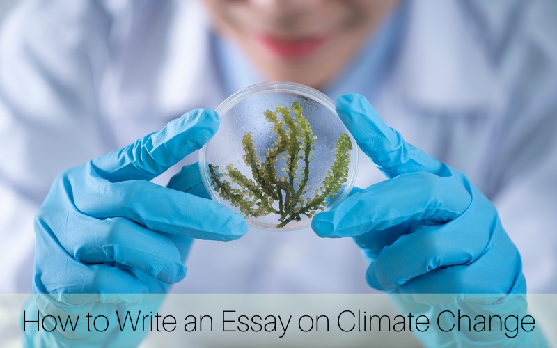 Academic Essay Help